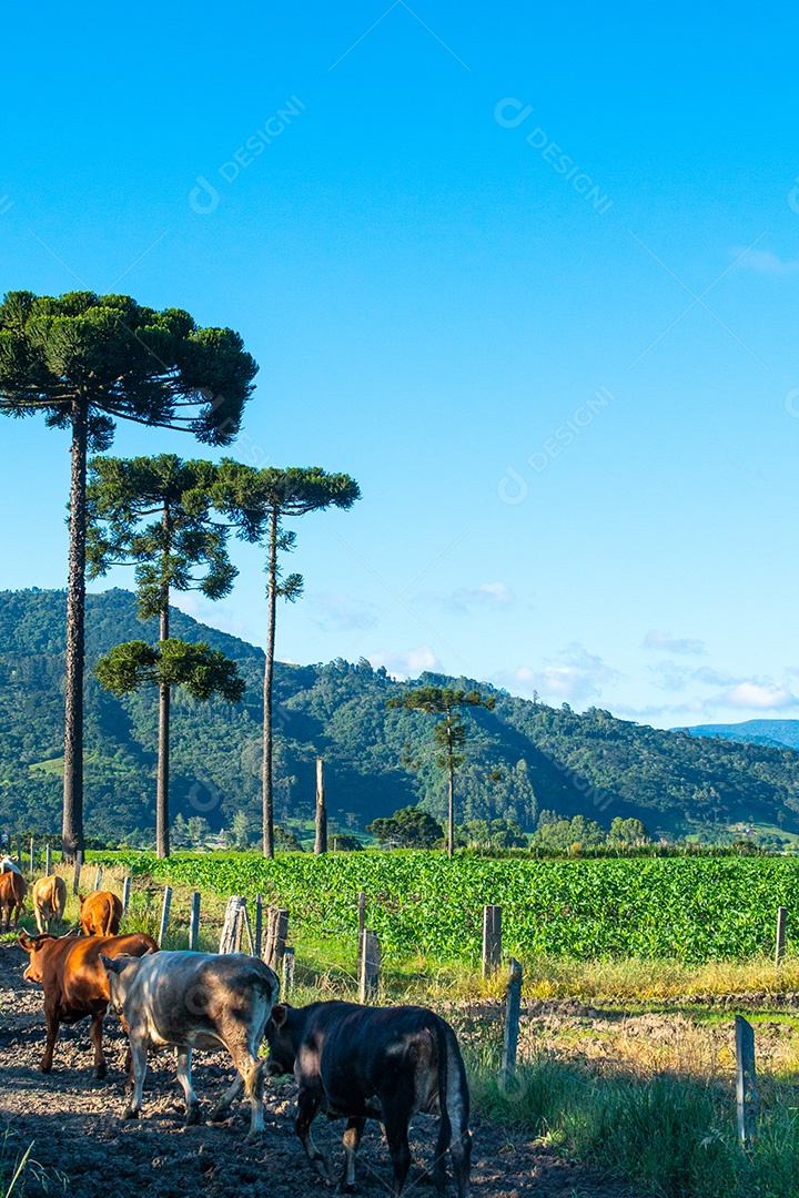 Cowboy levando o gado para o pasto. Vida rural.