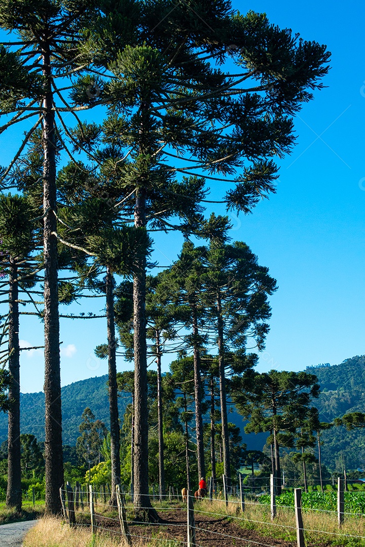 Cowboy levando o gado para o pasto. Vida rural.
