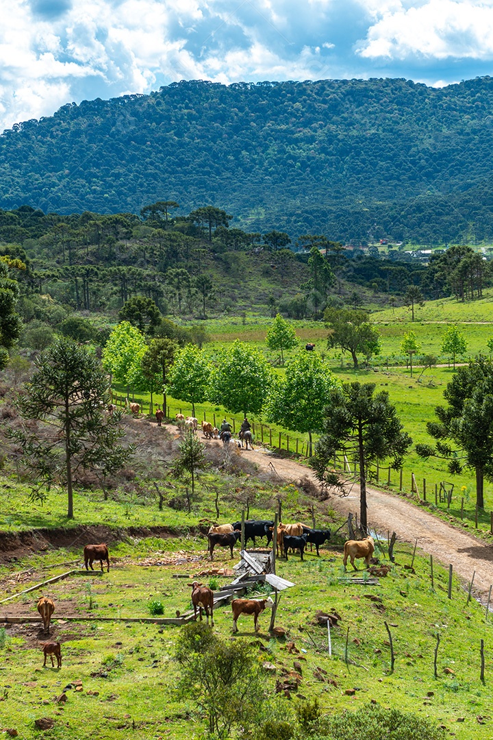 Cowboy levando o gado para o pasto. Vida rural.