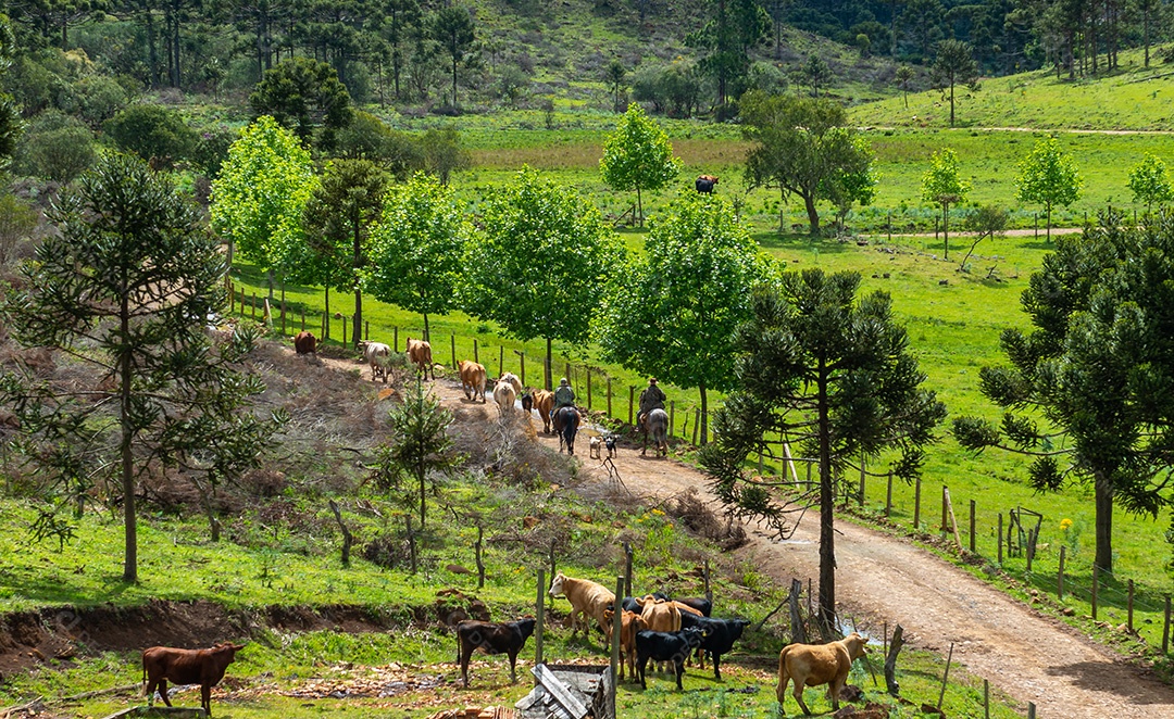 Cowboy levando o gado para o pasto. Vida rural.