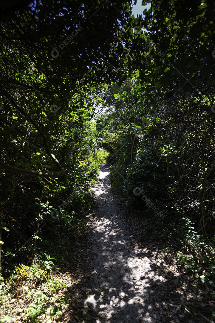 Trilha sobre floresta