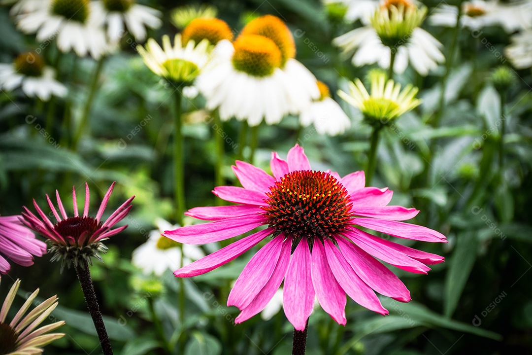 Linda flor desabrochando Echinacea purpurea flor de perto