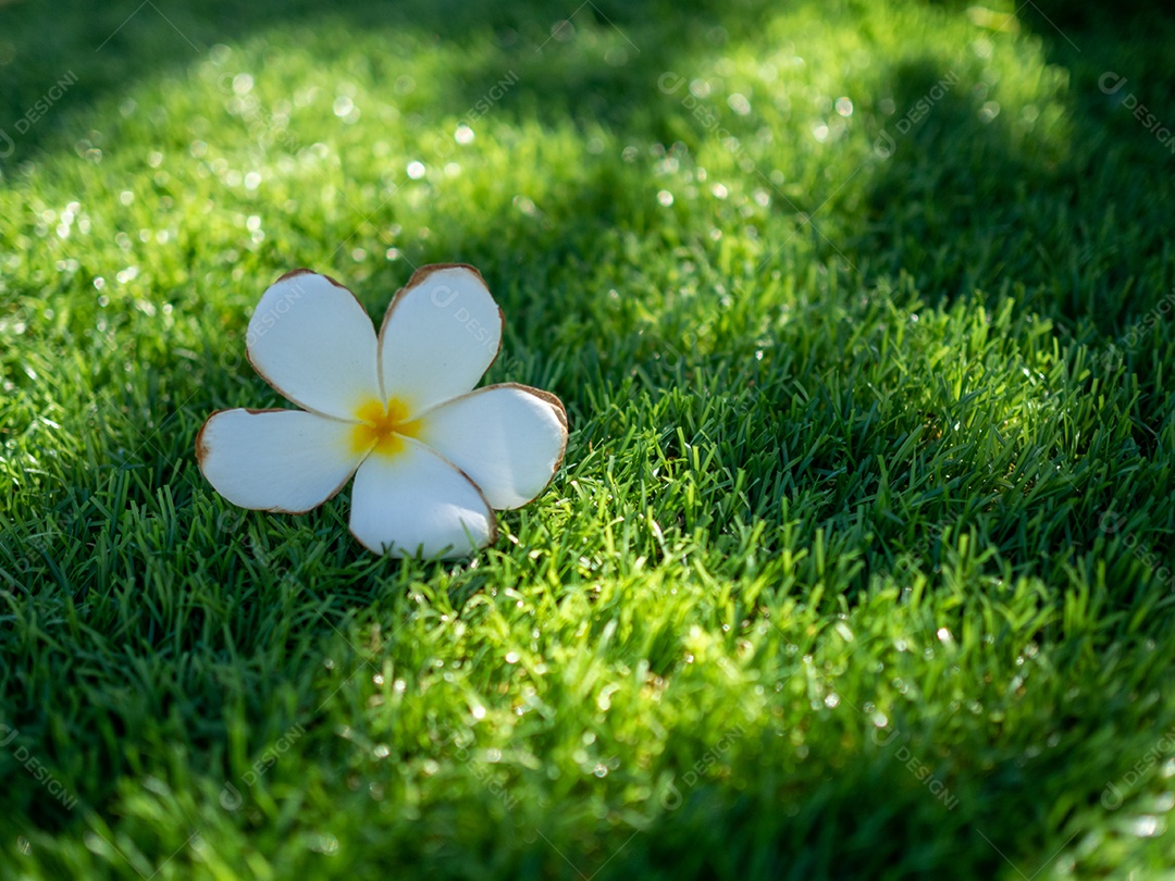 Flores brancas e grama artificial verde são usadas para o fundo ou textura.