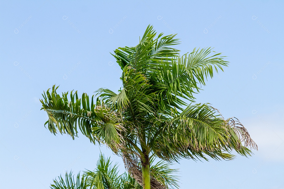 Folhas de um coqueiro ao ar livre no Rio de Janeiro.