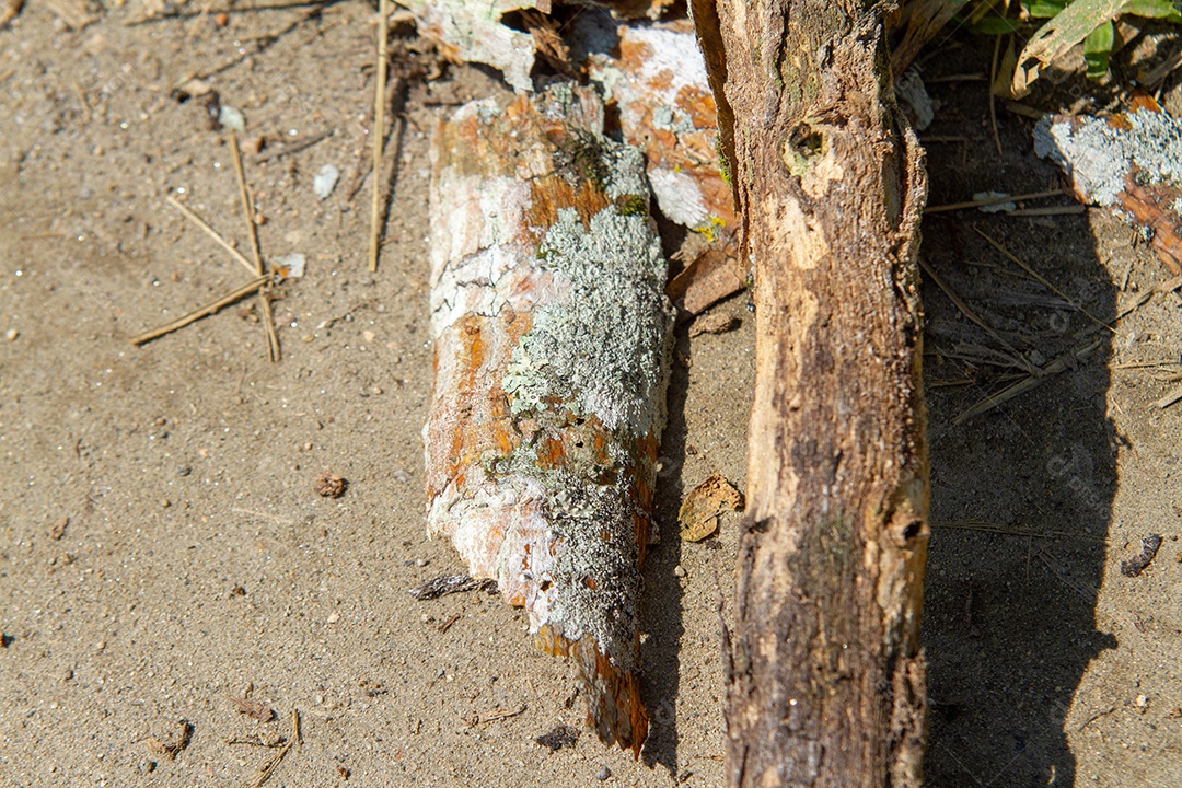 Galho com fungo no chão de um jardim no Rio de Janeiro.