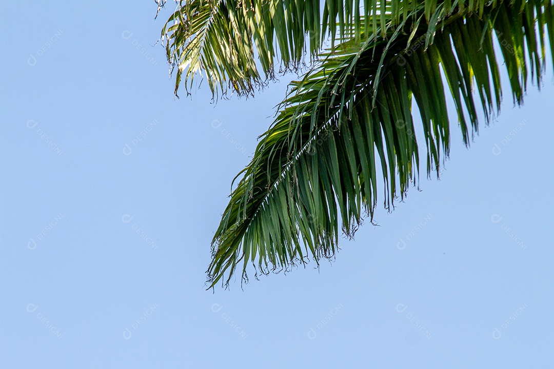 Folhas de um coqueiro ao ar livre no Rio de Janeiro.