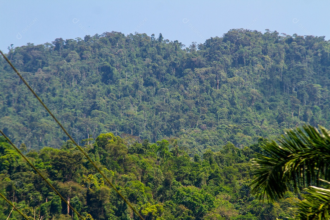 Pedaço da mata Atlântica em Paraty no Rio de Janeiro.