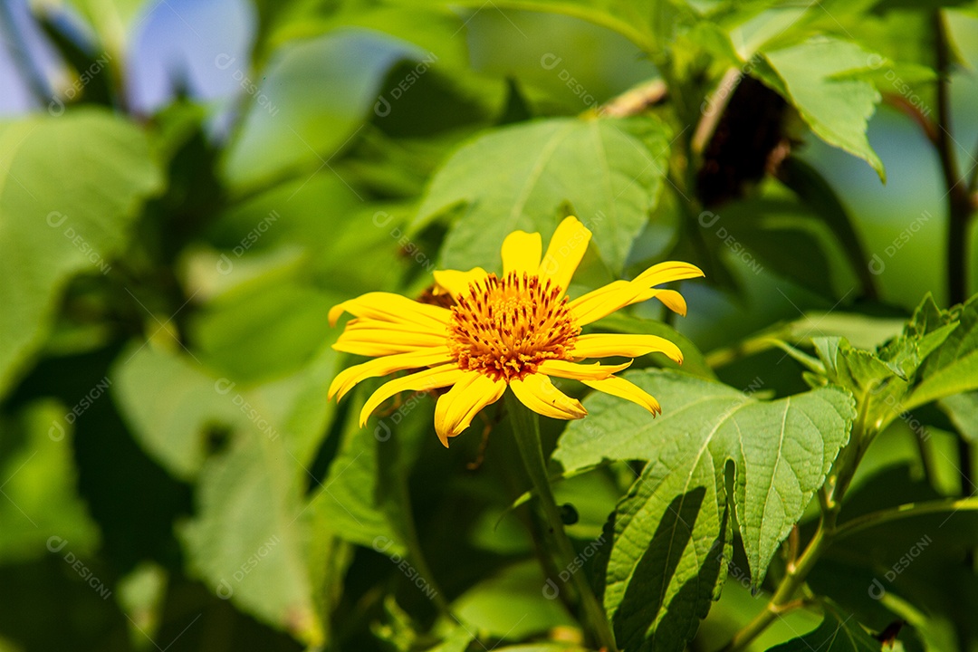 Girassol mexicano (Tithonia diversifolia) em um jardim no Rio de Janeiro.