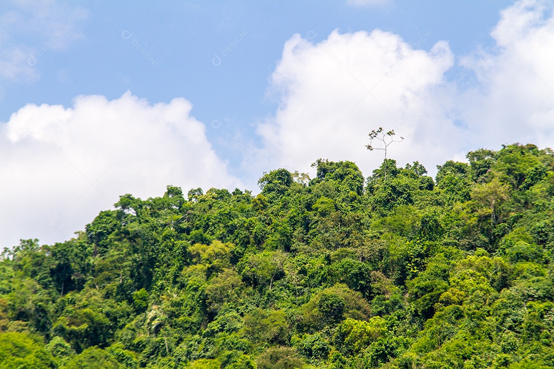Pedaço da mata atlântica em paraty no Rio de Janeiro.
