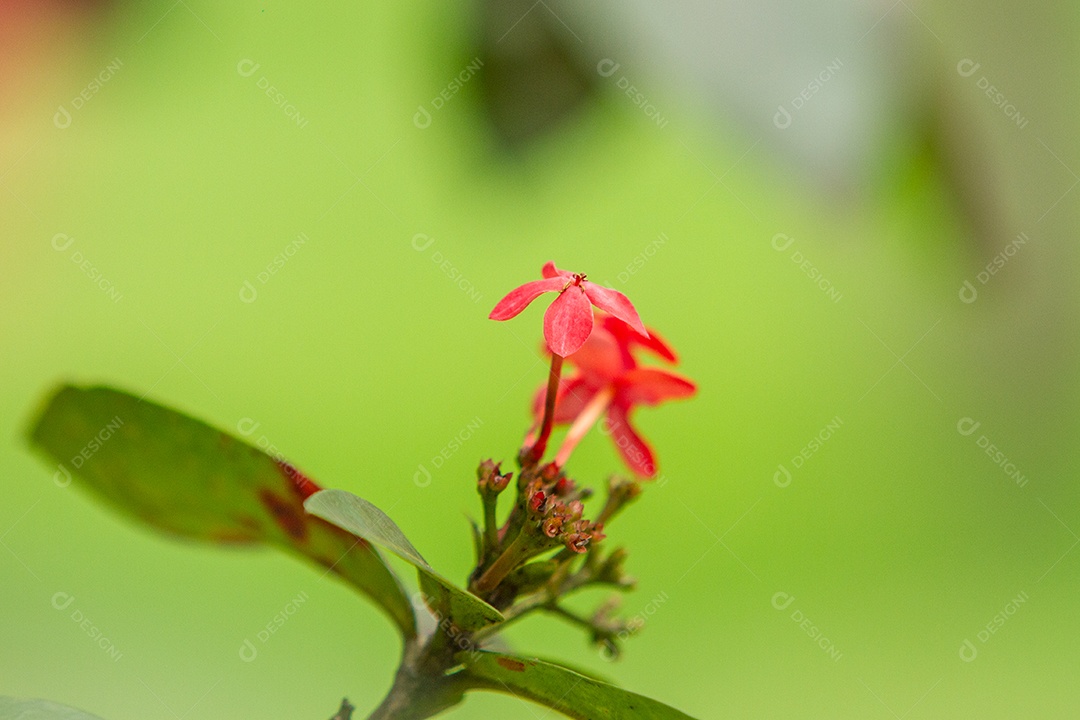 Pequena flor de ixora vermelha, em um jardim no Rio de Janeiro.
