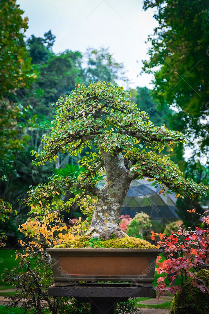 ameixeira na montanha doi angkhang, Chiangmai Tailândia