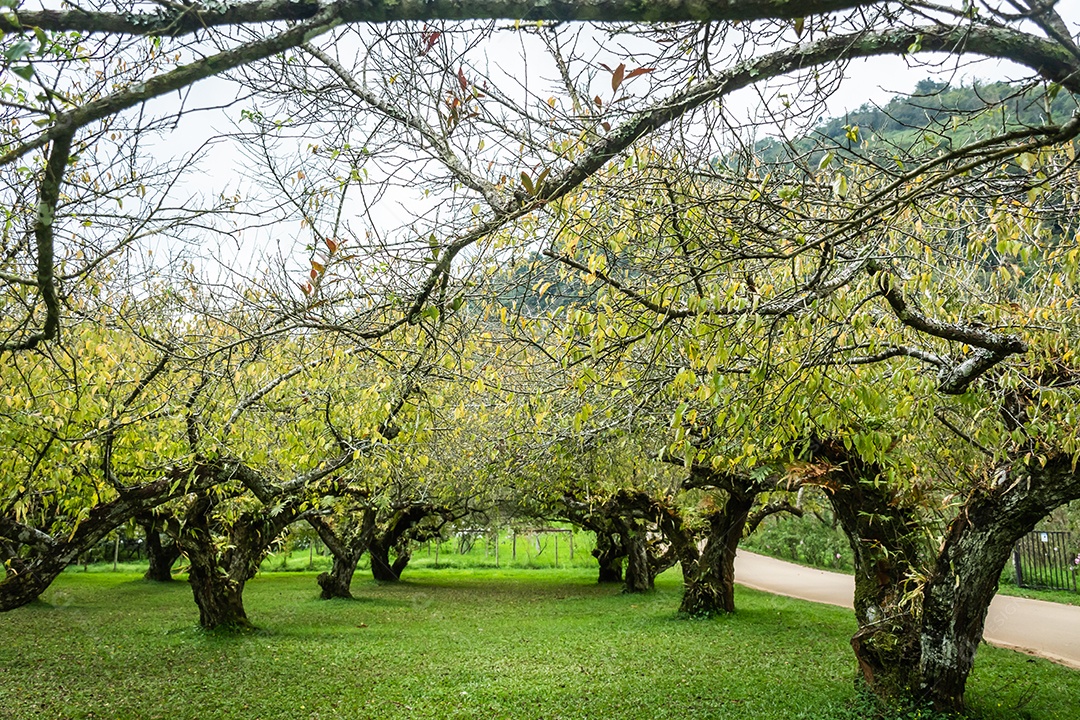 ameixeira na montanha doi angkhang, Chiangmai Tailândia