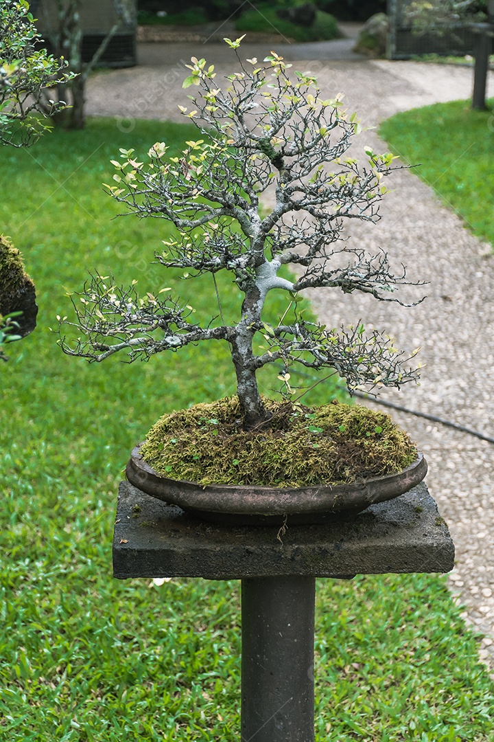 Jardim Bonsai Tailândia Belas pequenas árvores bonsai com folhas verdes