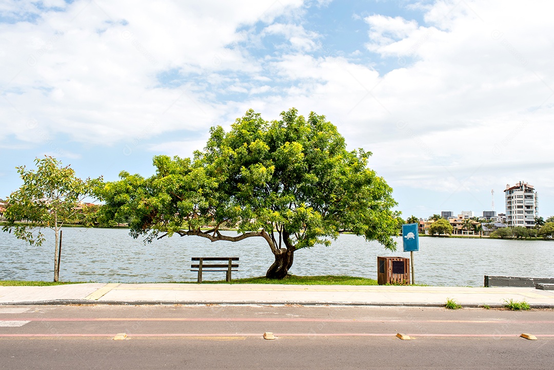 Árvore e banco na sombra em frente ao lago