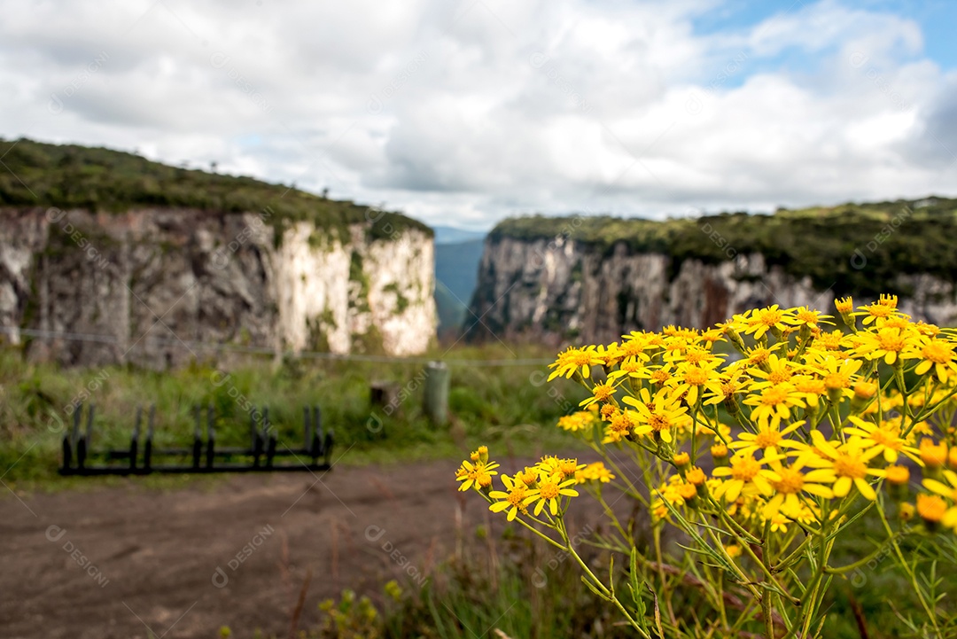 Flores amarelas em foco seletivo e canions brasileiros