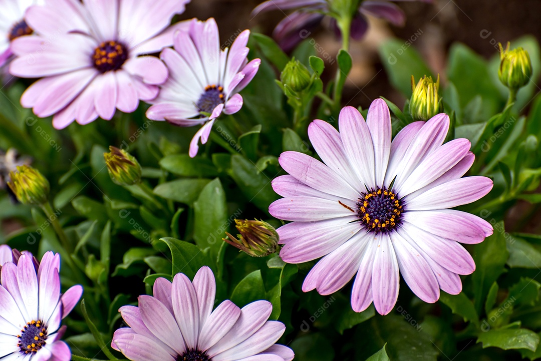 Linda flor roxa, margarida roxa Osteospermum ecklonis