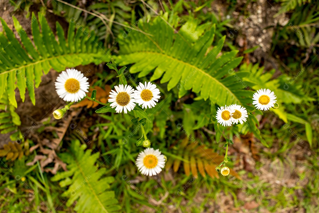Lindas flores brancas Erigeron karvinskianus, a pulga mexicana
