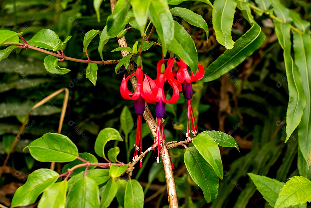 Planta nativa do Brasil Fuchsia regia brinco de princesa