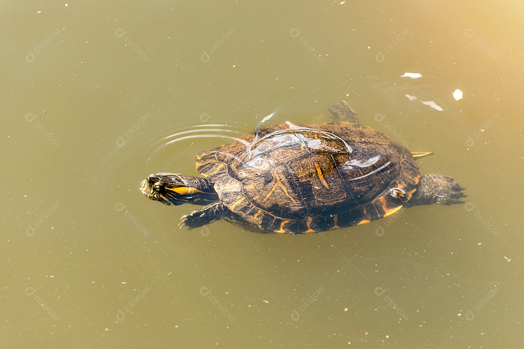 Tartaruga brasileira nadando no lago verde