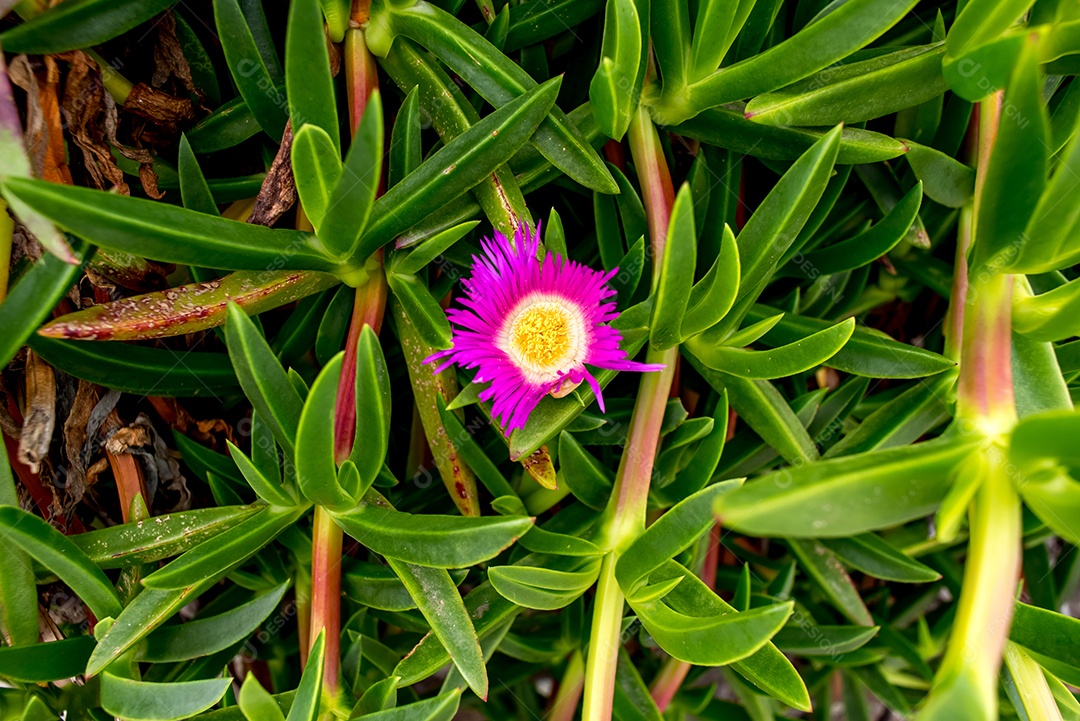 Fundo de textura de planta Carpobrotus edulis com flor rosa