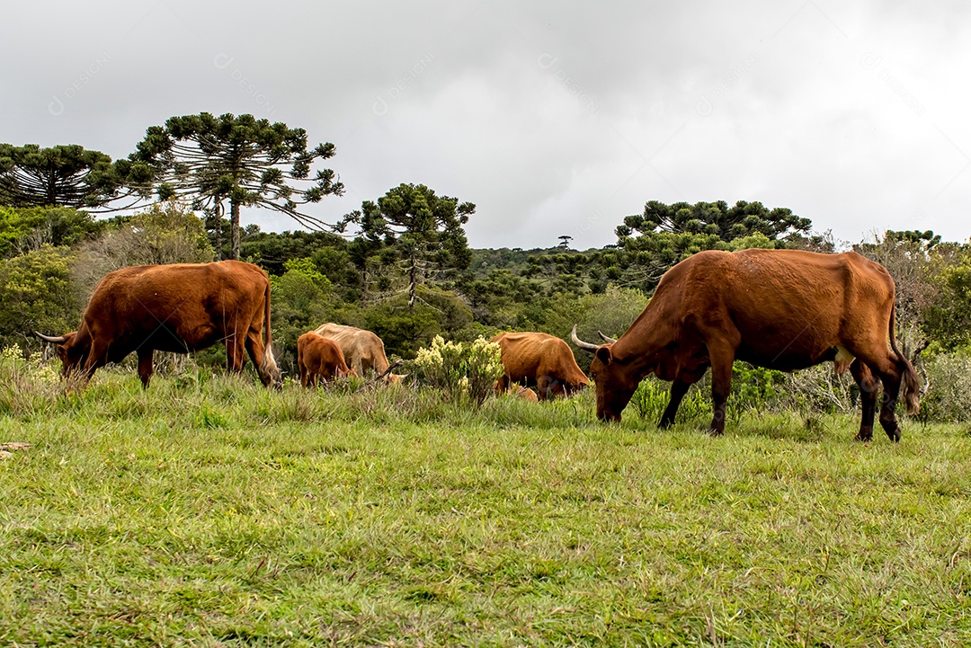 Vacas pastando no campo em cânions no Brasil