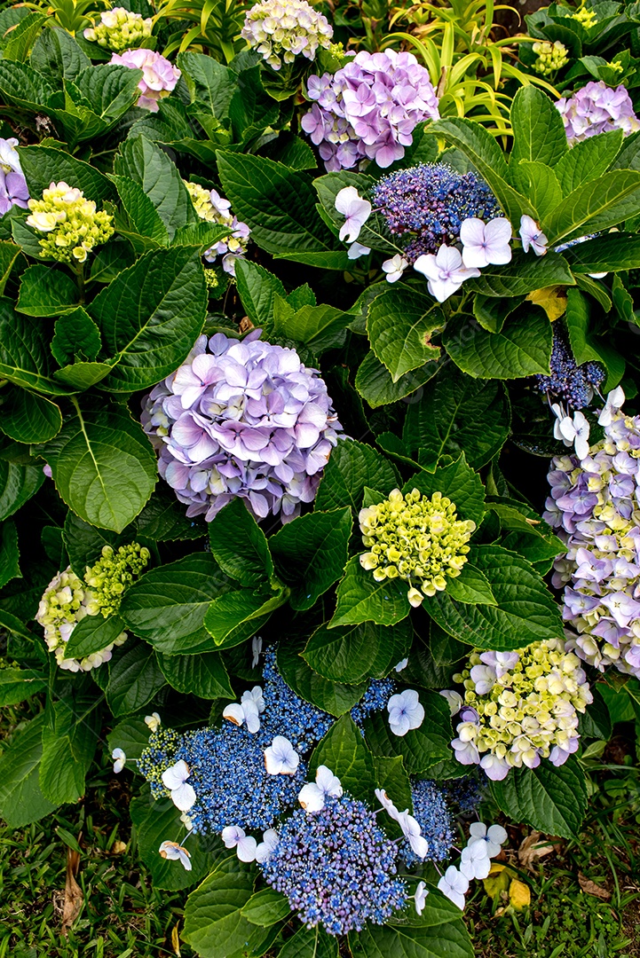 Plano de fundo texturizado de hortênsias roxas e azuis