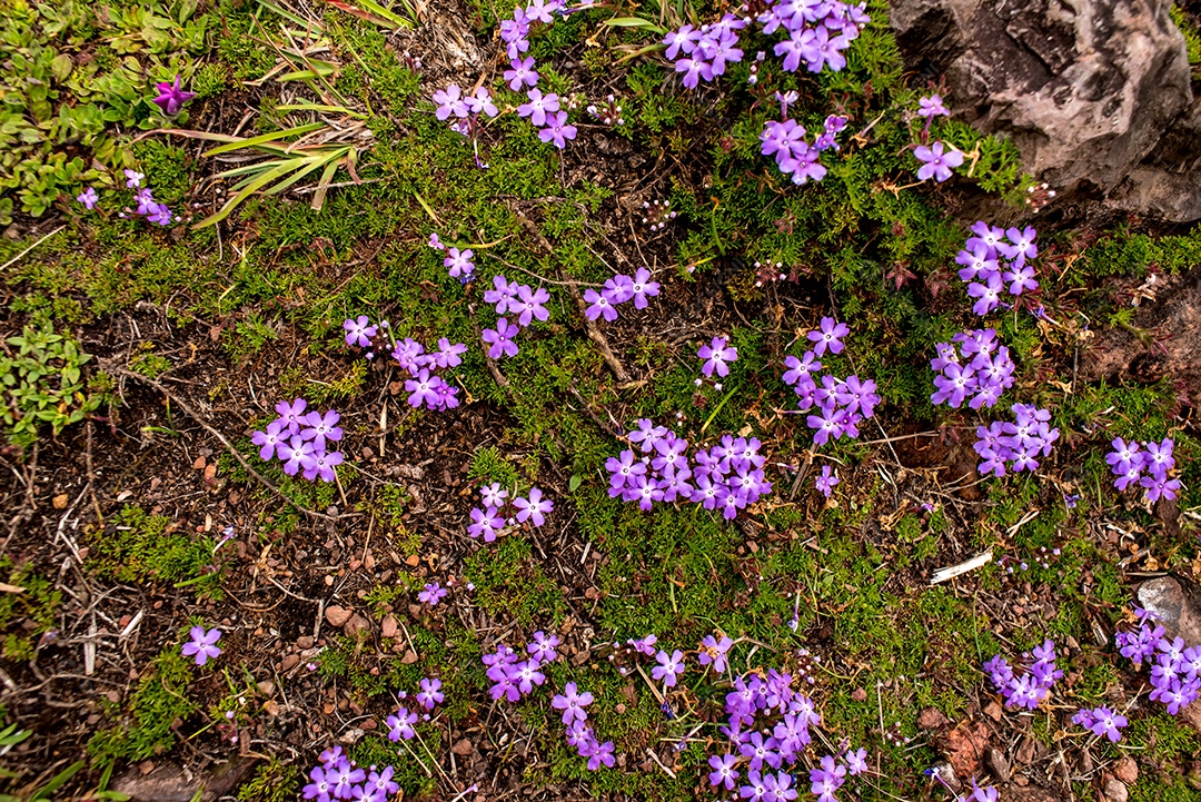 Plano de fundo texturizado de flores roxas na vegetação