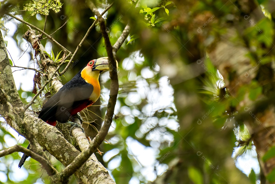 Tucano entre as árvores em uma floresta brasileira