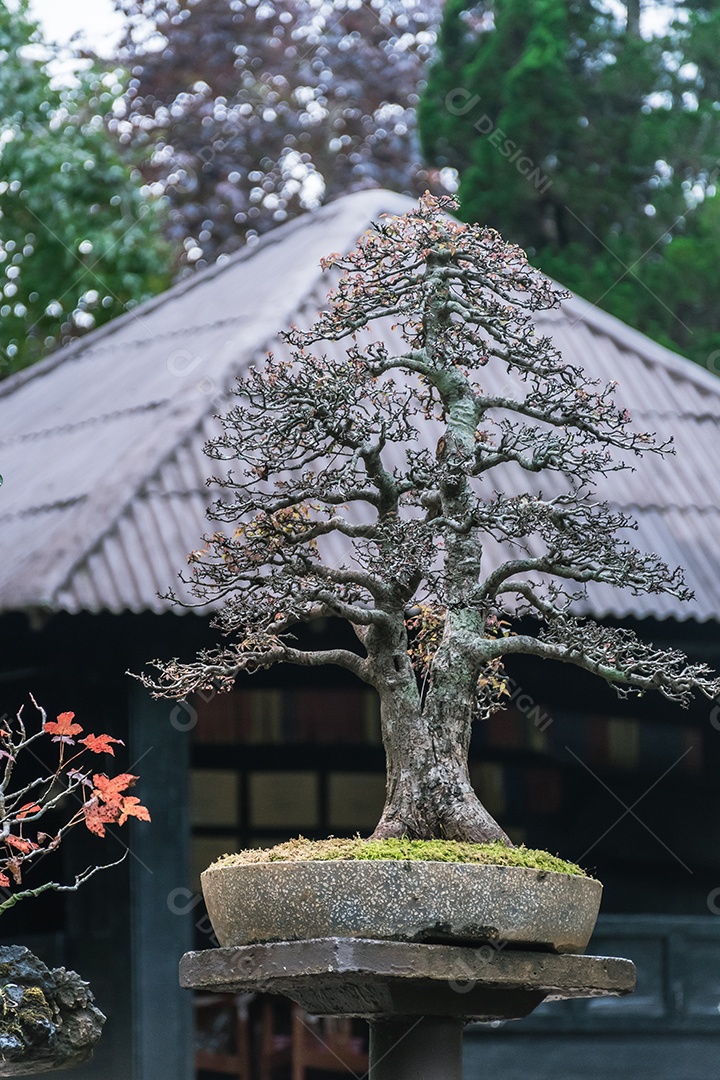Jardim Bonsai Tailândia Belas pequenas árvores bonsai com folhas verdes