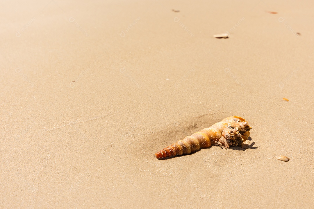 O caramujo marinho na praia de Trang