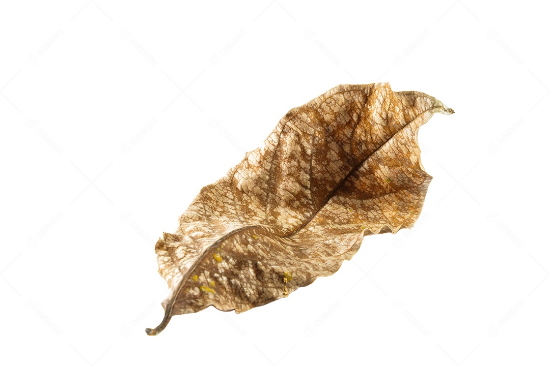 Marrom e folha seca amarela em fundo branco