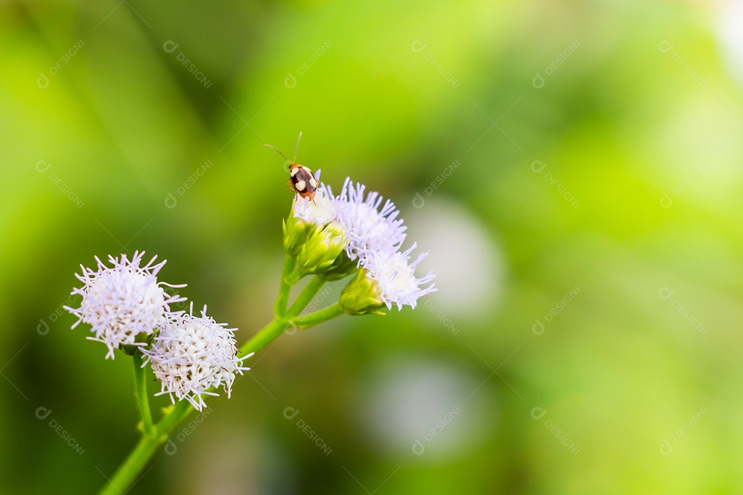 Um enxame de insetos em flor purole e fundo verde