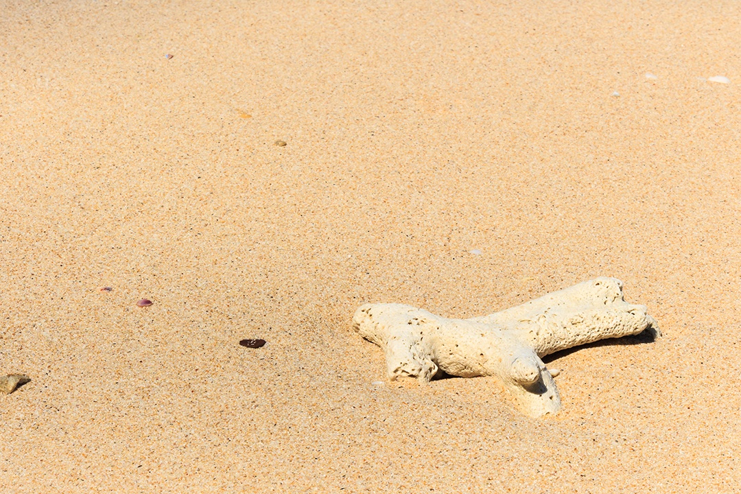 O coral morto na praia de trang tailândia