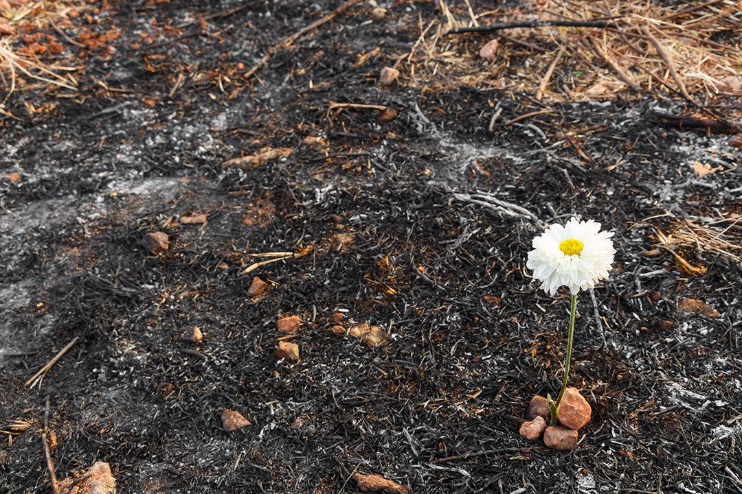 Flor branca pode sobreviver com cinzas de grama queimada devido a incêndio florestal