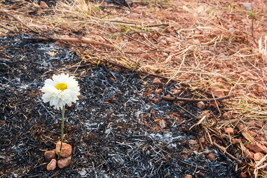 Flor branca pode sobreviver com cinzas de grama queimada devido a incêndio florestal