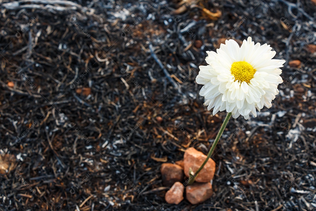 Flor branca pode sobreviver com cinzas de grama queimada devido a incêndio florestal