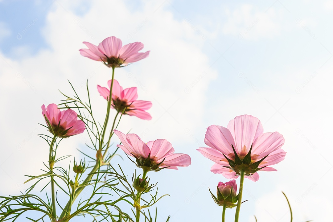 Cosmos rosa com pétala translúcida e céu azul nublado