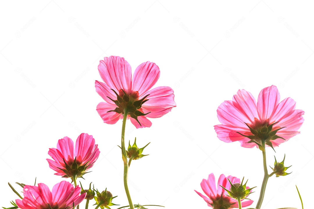 Cosmos rosa com pétala translúcida e céu azul nublado