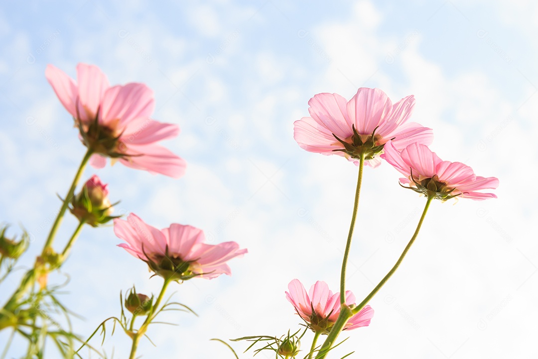 Cosmos rosa com pétala translúcida e céu azul nublado