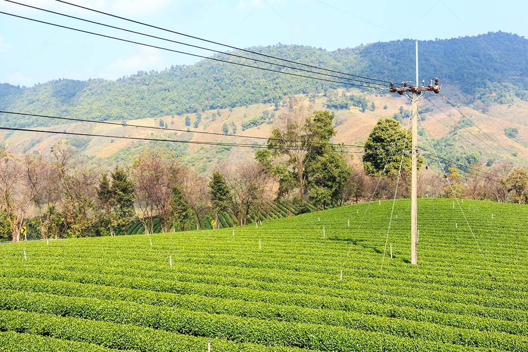 Plantação de chá e céu azul em Doi Mae Salong
