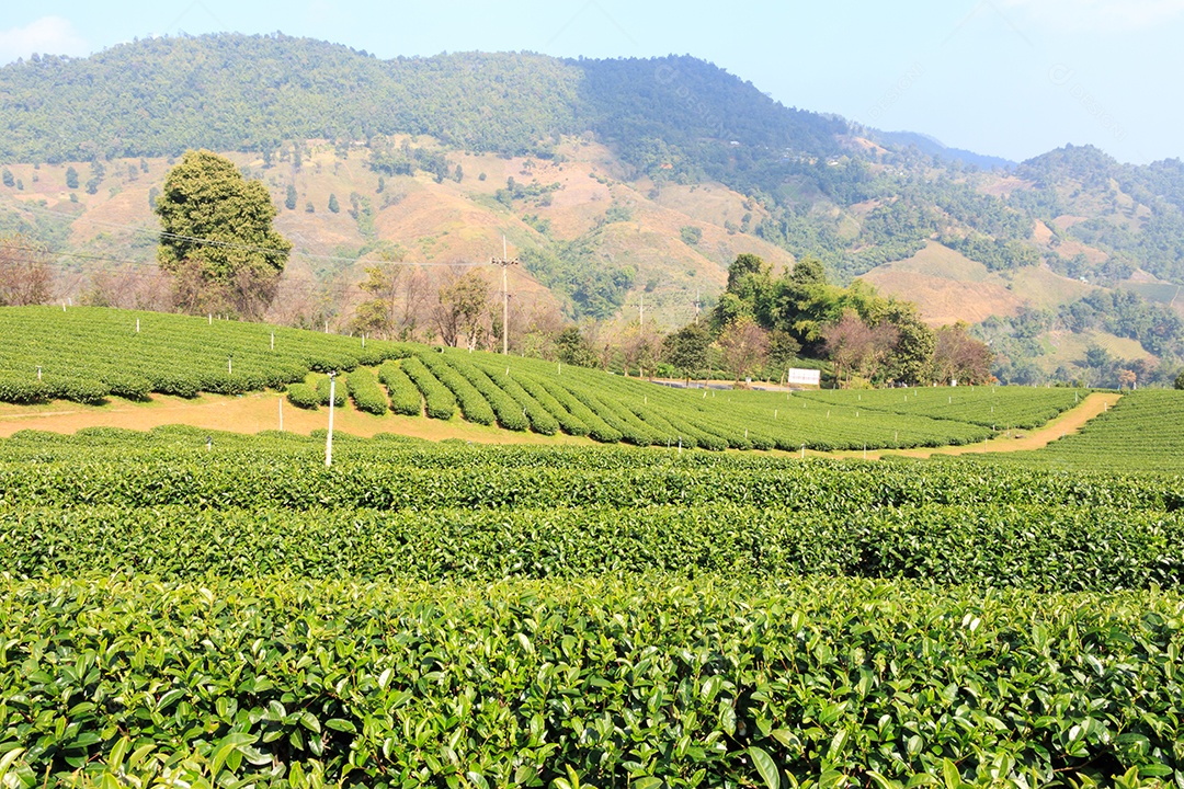 Plantação de chá e céu azul em Doi Mae Salong