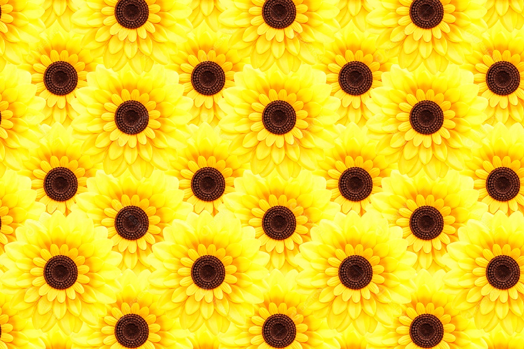 Fundo de girassol artificial Helianthus annuus