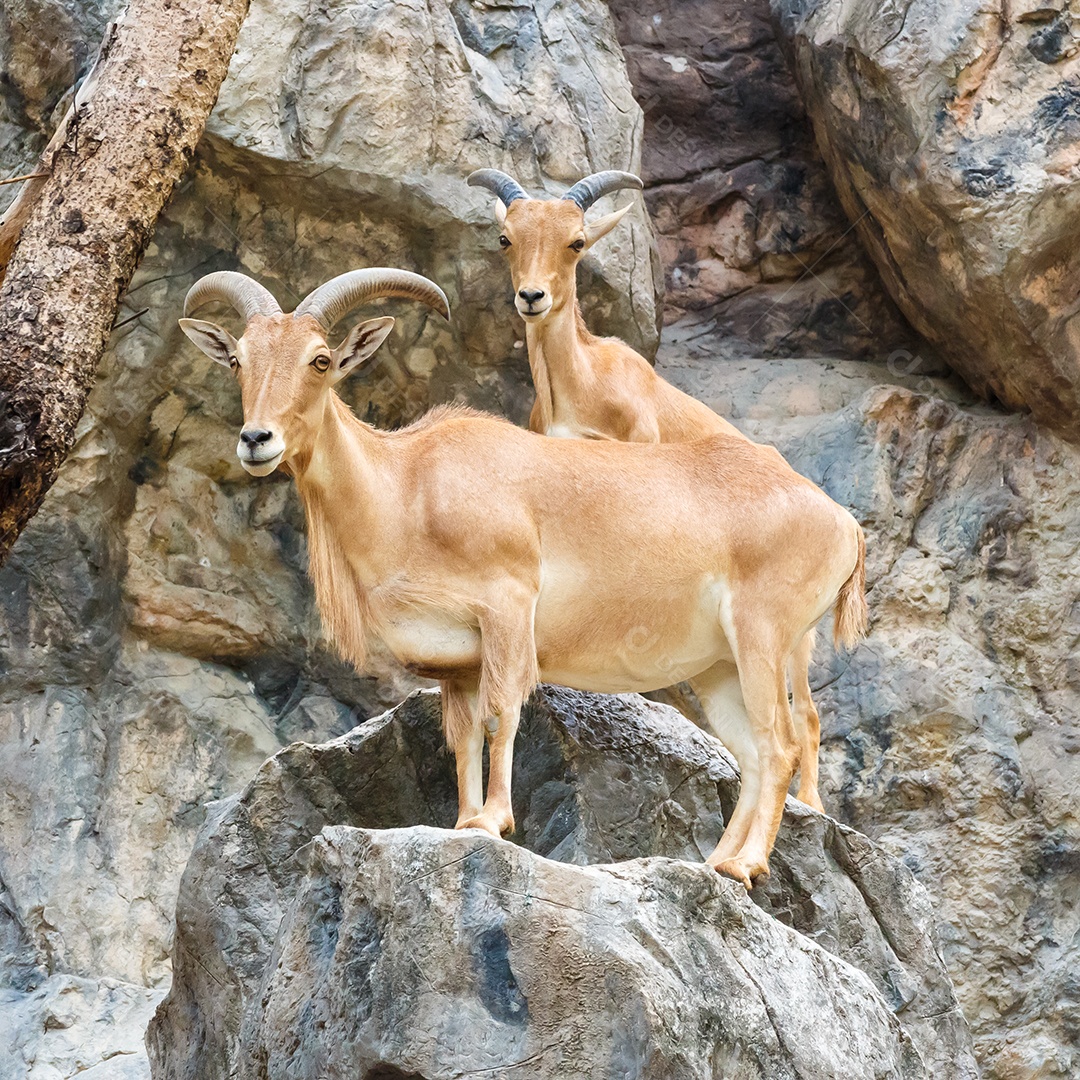 Cabra mãe e filhote subindo em rochas