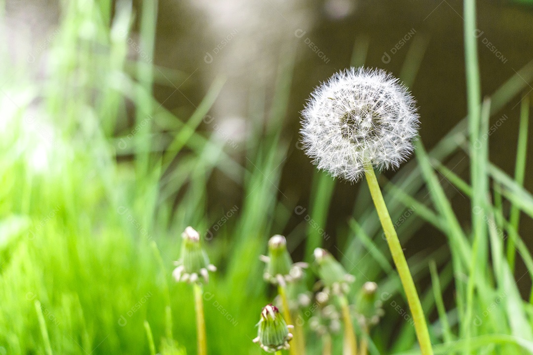 Flor de grama no Japão