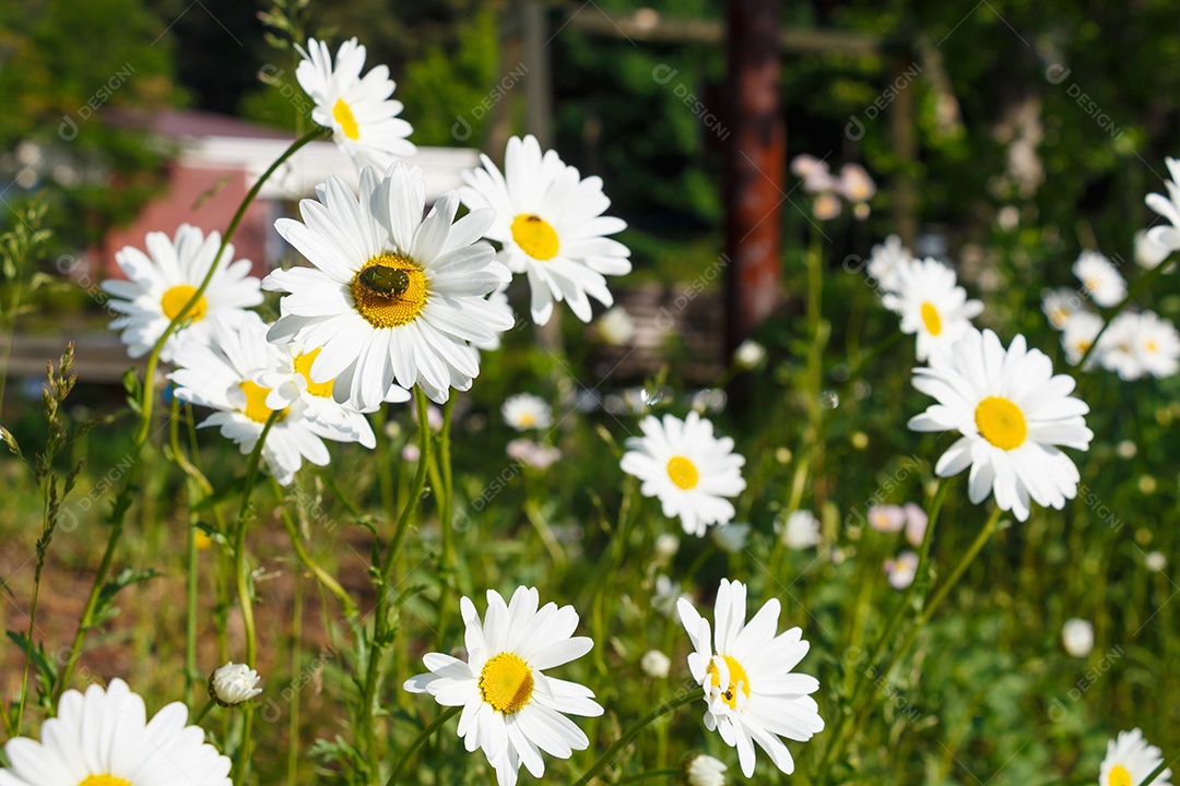 Crisântemo dendranthemum grandifflora e inseto pela manhã no Japão