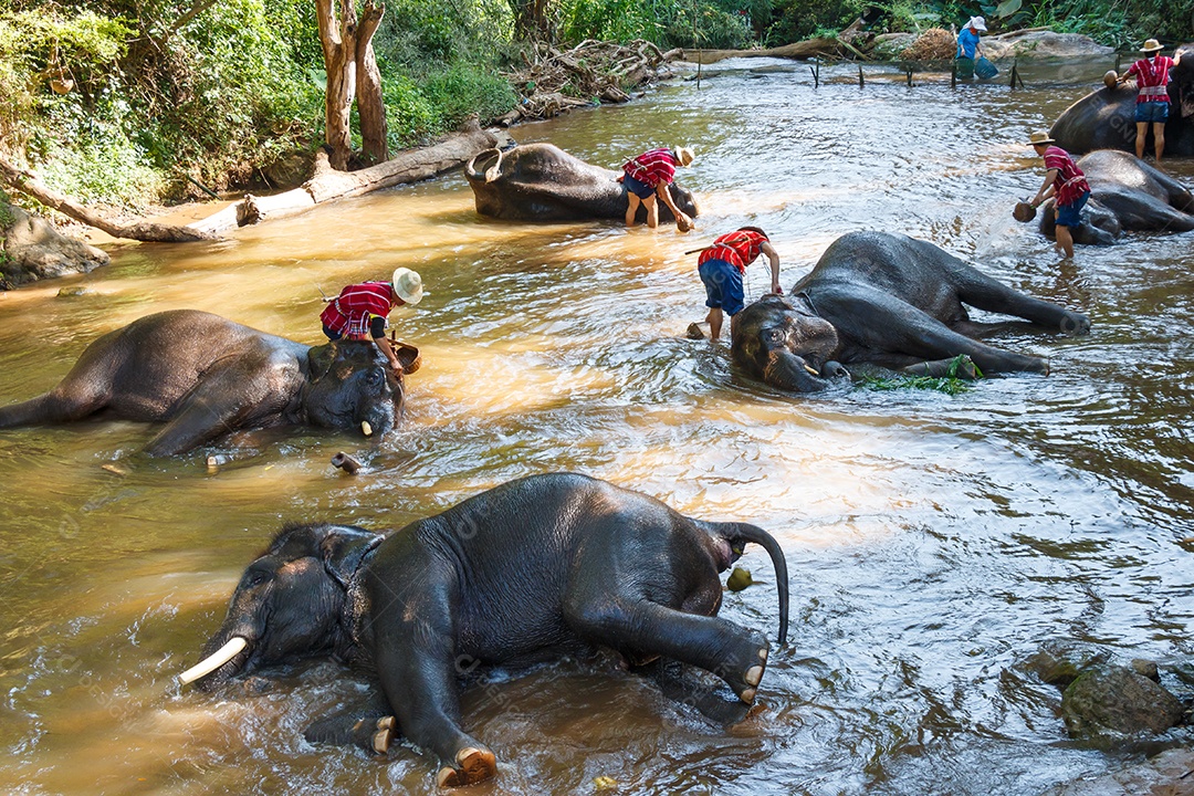 Elefante tailandês tomando banho com o condutor no acampamento de elefantes de Maesa