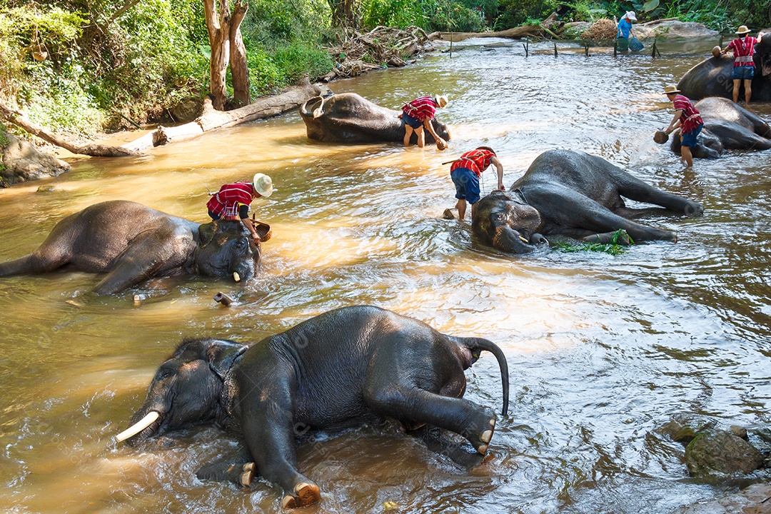 Jovem elefante tomando banho com mahout no acampamento de elefantes de Maesa