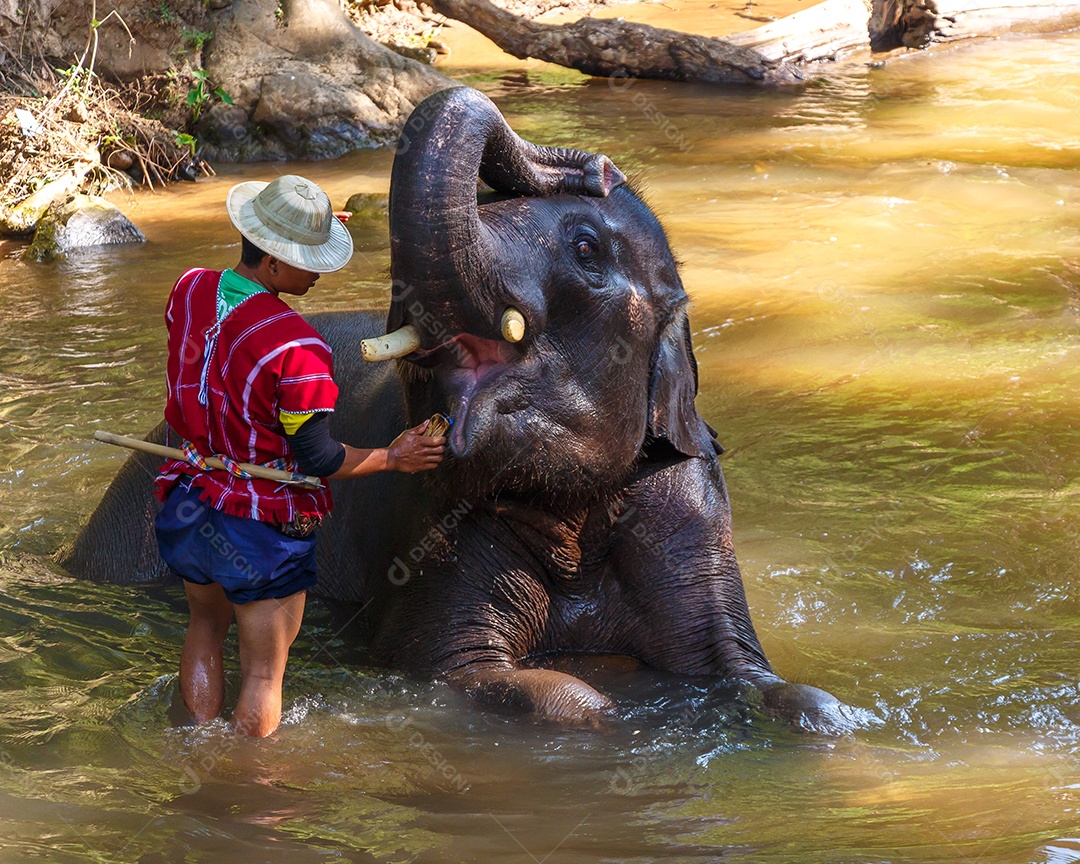 Jovem elefante tomando banho com mahout no acampamento de elefantes de Maesa