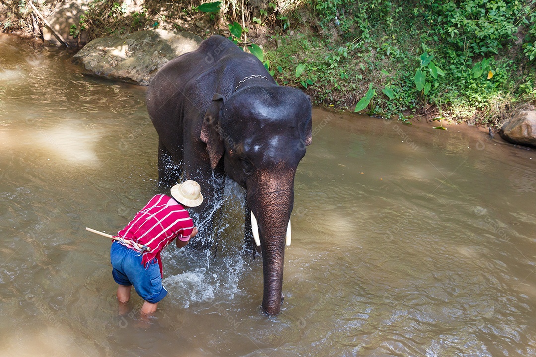Jovem elefante tomando banho com mahout no acampamento de elefantes de Maesa