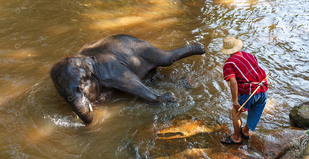 Jovem elefante tomando banho com mahout no acampamento de elefantes de Maesa